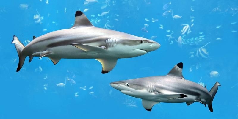 Blacktip reef shark