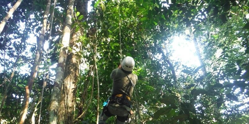 A tree climbers works his way up one of the trees using rope and climbing equipment.