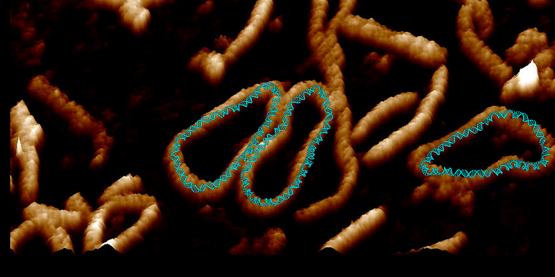 Circular strands of DNA. Superimposed on them is the double helix structure of the molecule.