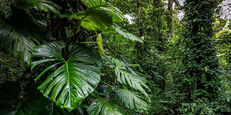 Rainforest in Panama