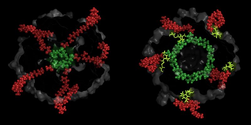 Artist rendering of opened bacterial cell wall pore