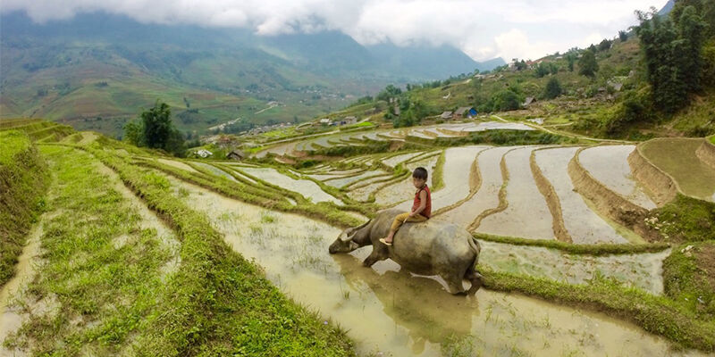 Rice paddies