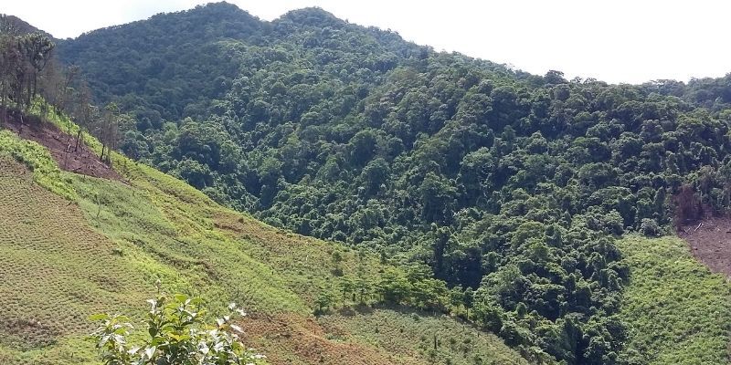 Tropical forest landscape