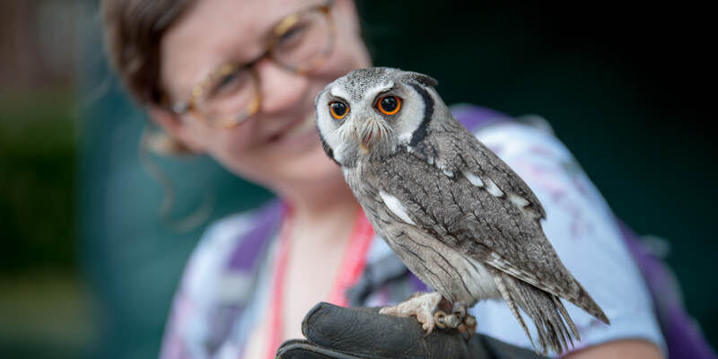 A feathered visitor to a previous year's International Medieval Congress at the University of Leeds