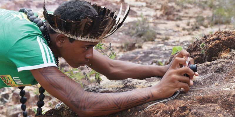 Image shows Jaguatirica Tupinambá. Picture: Sebastián Gerlic.