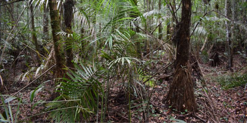 A peat swamp forest along the Ikelemba River in DRC during the dry season.  