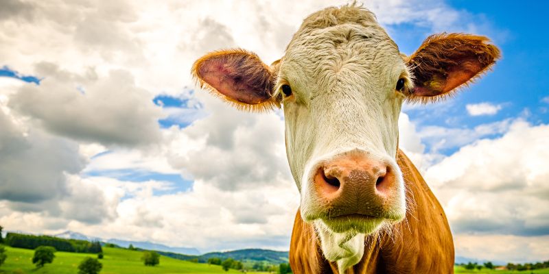 A cow in a field with blue sky and white clouds