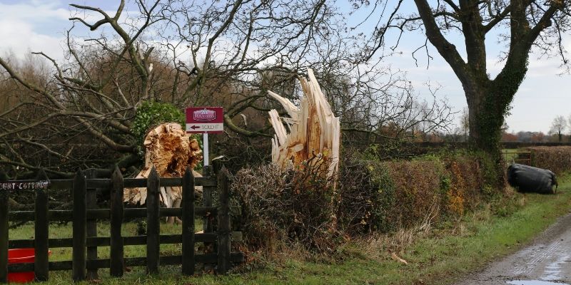 A tree ripped in half by a tornado with the upper part laying on the ground.