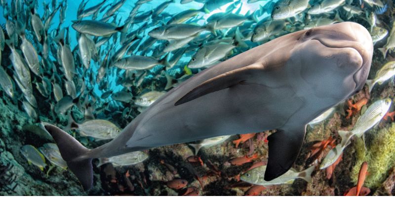 Dolphin underwater with sea fish in background.