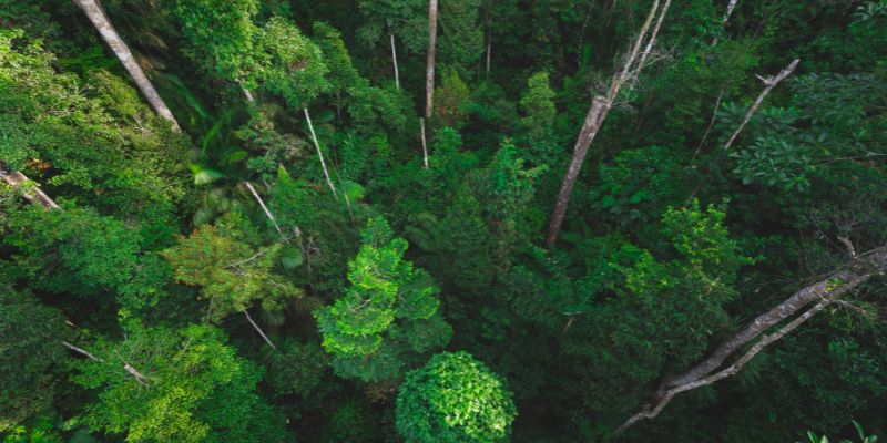 An aerial view of a forest with dozens of trees reaching up to the sky