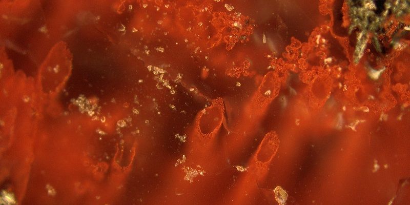 Haematite tubes from the NSB hydrothermal vent deposits that represent the oldest microfossils and evidence for life on Earth. The remains are at least 3,770 million years old. 
Photo by Matthew Dodd