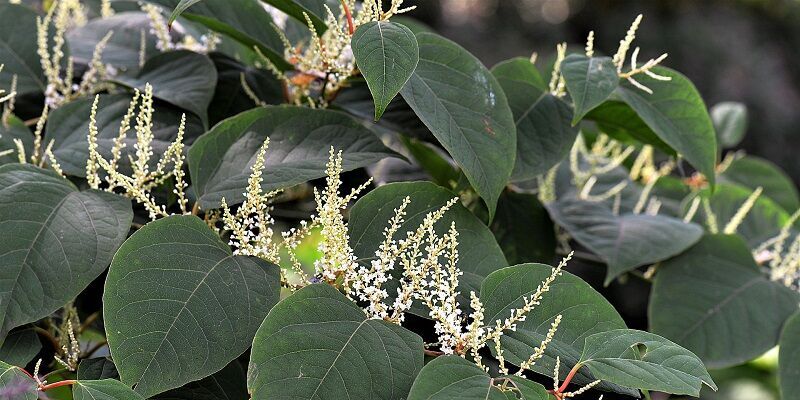 Japanese knotweed