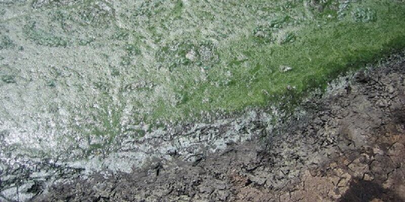 © Aubrey Zerkle,  algae making bubbles of O2 in a South African lake