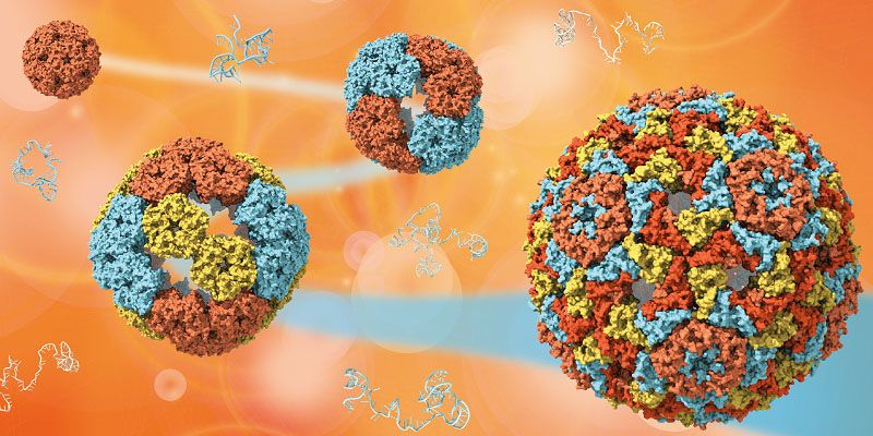 A graphical representation of how a capsid may have changed through its evolutionary history