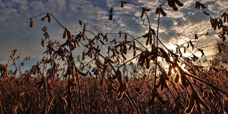 Picture of soybean fields