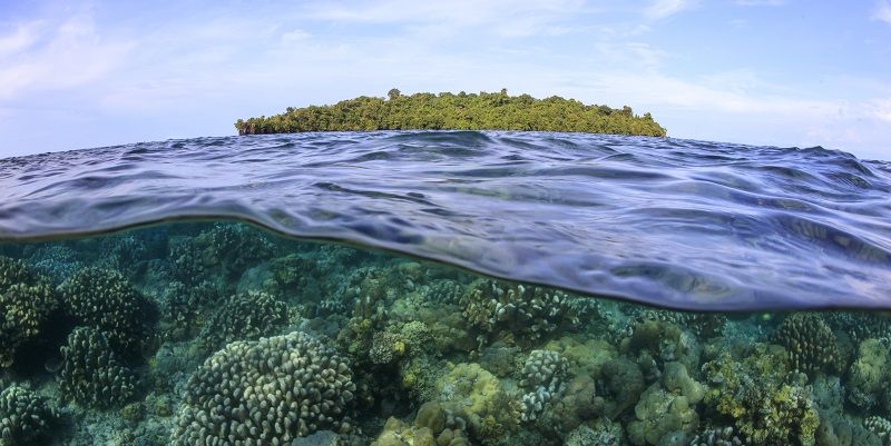 Kimbe Bay, Papua New Guinea. Credit to Tane Sinclair-Taylor.