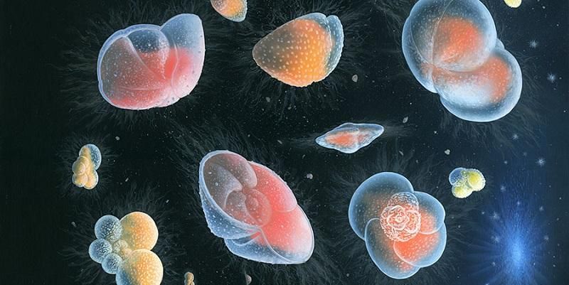 Depictions of present-day planktonic foraminifera floating in the deep sea. Image credit: Richard Bizley, BizleyArt