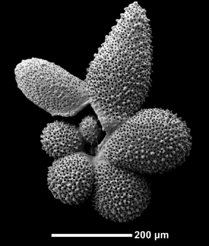 A scanning electron microscope image of the shell of the planktonic foraminifera species Globigerinella adamsi. This specimen was collected from sea floor sediments in the Southwest Indian Ocean aboard the GLOW Cruise.