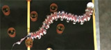 The worm that turned