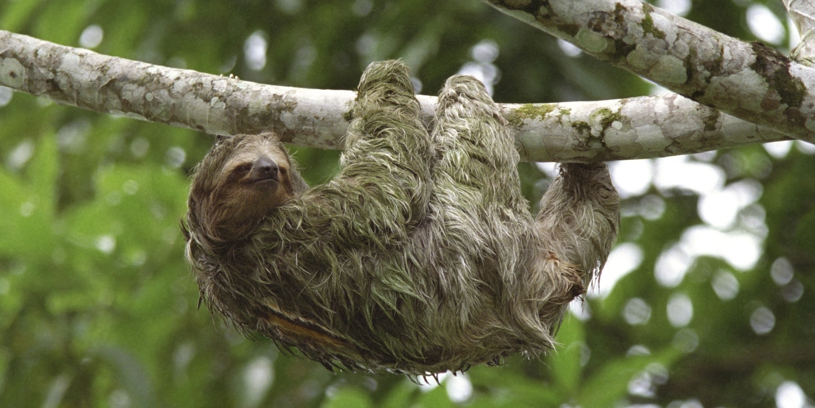 Sloths’ ancestors may have crossed Atlantic