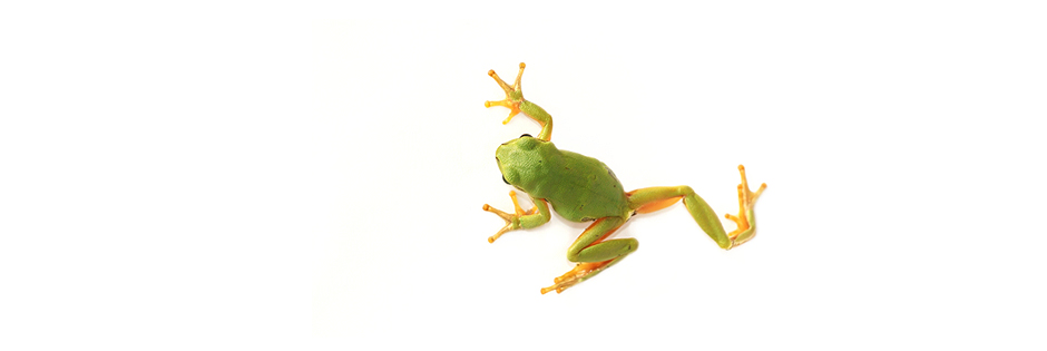 Tree frog