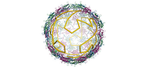 Researchers solve paradox of virus construction