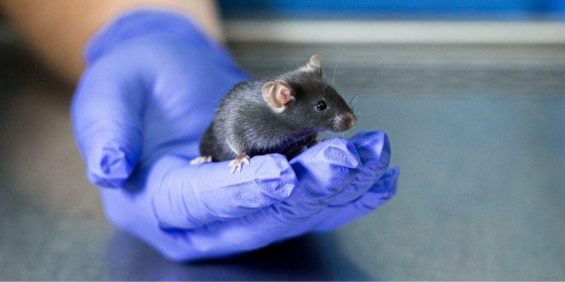 A mouse held in a blue gloved hand in a lab