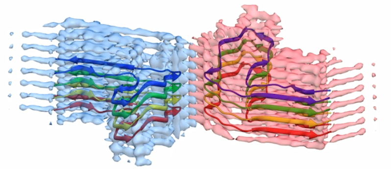 Amyloid protein