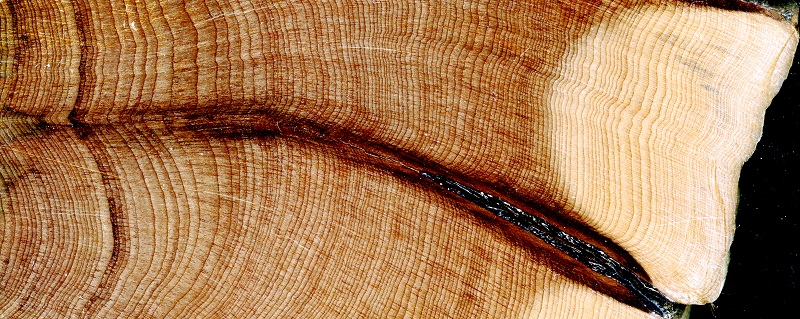 Cross-section view of Austrocedrus chilensis wood in the Andes of northern Patagonia, Argentina