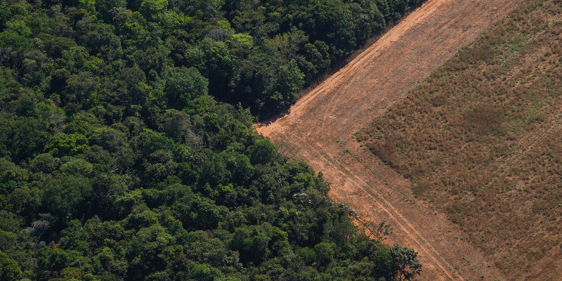 An area of the Amazon where trees have been cut down so the land can be used for agriculture