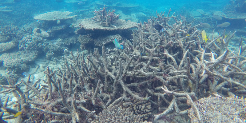 Dead staghorn Coral 