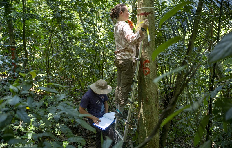 Measuring trees in Vietnam