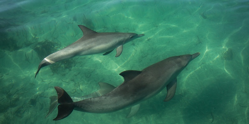 Shark Bay dolphins underwater