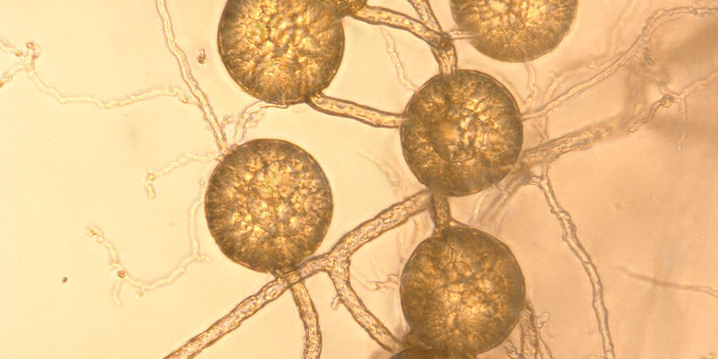 A microscopic image of fungi spores germinating