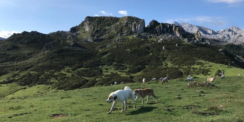 A large dog walks alongside a herd of sheep on an open grass pasture with mountains behind on a sunny day