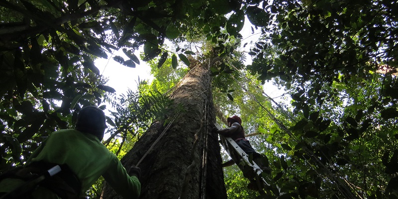 Measuring big trees in Central Amazon, Brazil, 2016