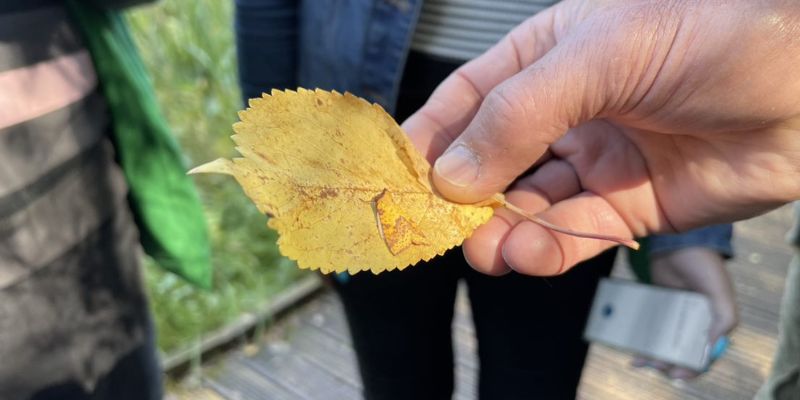 A yellow underwing moth turns yellow to camouflage itself against a leaf