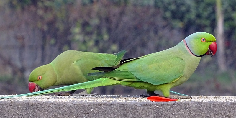 Ring-Necked Parakeets 