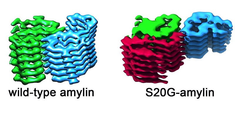 The image shows the structure of the amyloid fibrils in the wild-type amylin and also in the S20G variant. On the left of the image, fibrils from wild-type amylin are made up from layers containing two molecules that are stacked side by side. In the S20G variant, there is a third molecule per layer. This structural arrangement could lead to a greater propensity for aggregation. 