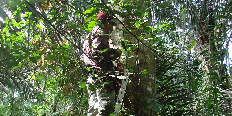 A member of the fieldwork team using a ladder to take measurements from a tree. Picture: Emilio Vilanova