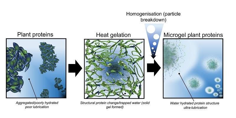 Graphic explains the development of plant protein microgels. Plant proteins start off as clumpy and dry. Water is added and they are heated. The proteins change shape and trap water around themselves, creating a gel. That gel is broken up into a plant protein microgel, with plant protein particles surrounded by water. Credit: Ben Kew, University of Leeds.