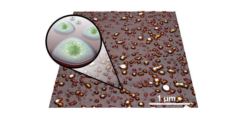 Image from an atomic force microscope. The samples show a number of microgels which appear like fat droplets, which are plant proteins in a packet of water.