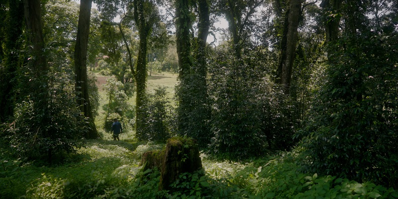 View from inside the coffee plantation, beyond the trees to an open plain.