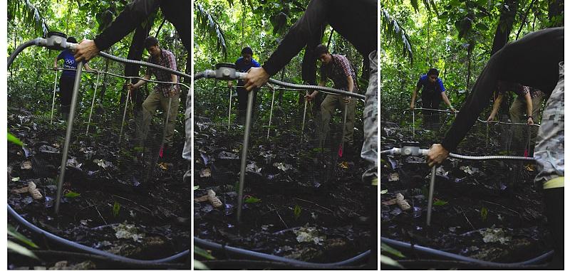 Members of the research team position the heating rig into the forest soil. The heating rig appears to be a flexible pipe, several metres in length, from which metal poles are set into the ground to a depth of approximately one metre