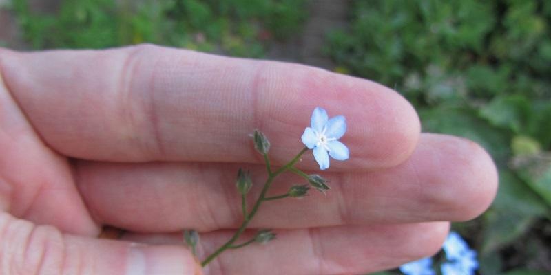 The image shows a single forget-me-not plant being held in someone's hand. The last flower has opened.