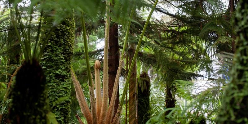 Tree fern plant