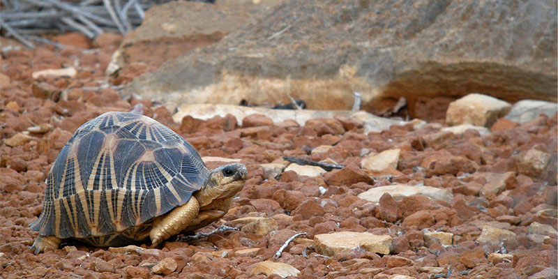 Critically endangered radiated tortoise