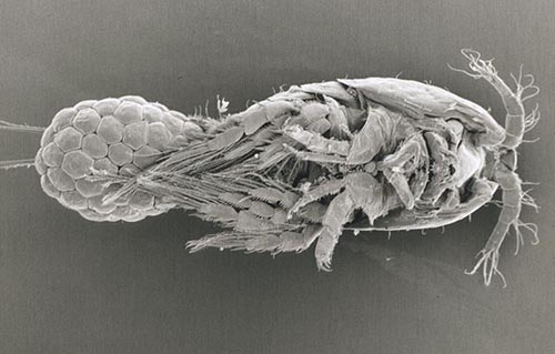black and white close up view of a copepod