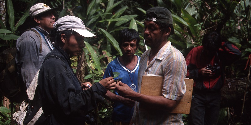 Identifying seedlings, Madre de Dios River, Peru 1998 