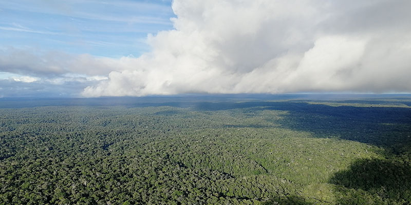 amazon rainforest from the air